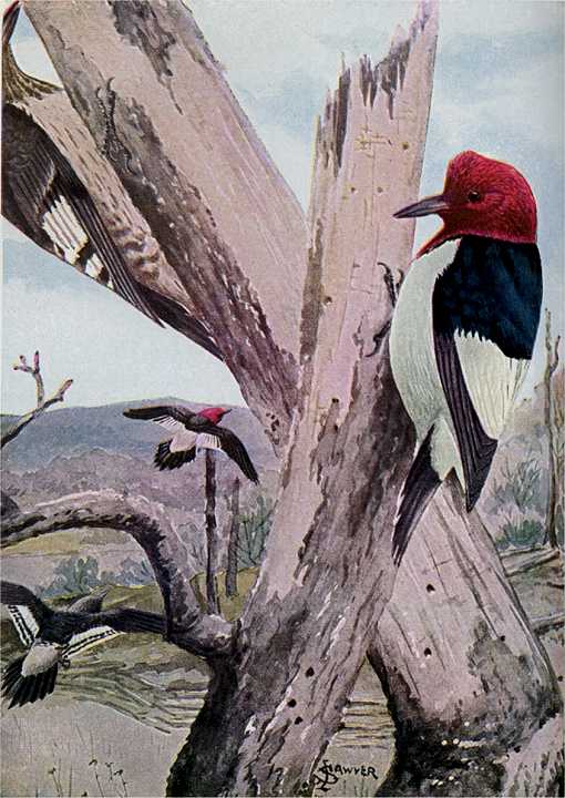 Painting of red-headed woodpeckers on dead tree trunks with field and hills in the background.