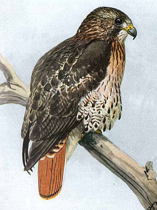 Red-tailed Hawk Painting of a red-tailed hawk perched high on a large, bare tree branch.