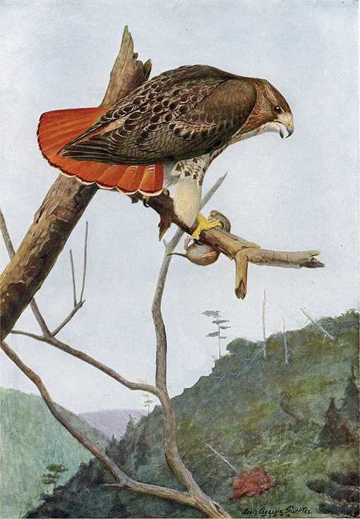 Ret-tailed Hawks Painting of a red-tailed hawk with rodent prey perched in a tree top in a mountain forest.