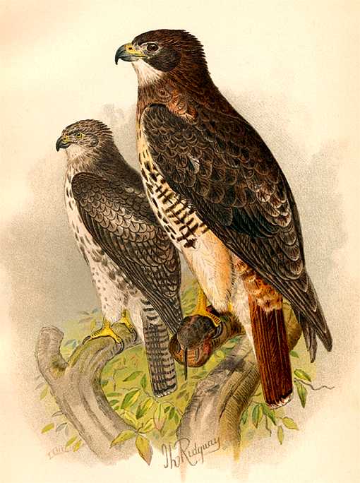 Red-tailed Hawks Painting of red-tailed hawks perched high on tree branches.
