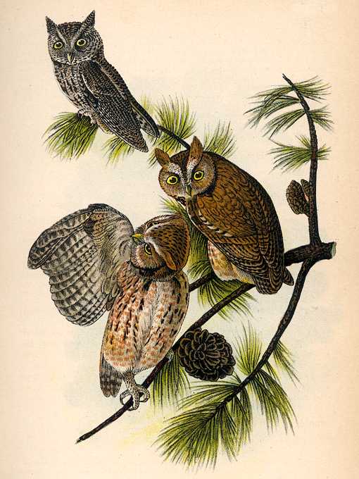 Painting of 3 screech owls on a long leaf pine tree with pine cones by John James Audubon 