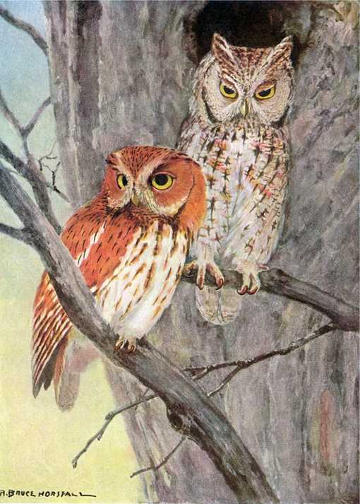 Painting of a pair of screech owls perched on tree branches near a tree cavity entrance.
