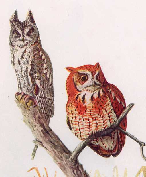 Painting of two screech owls, one in grey phase and one in red phase perched in a tree top.