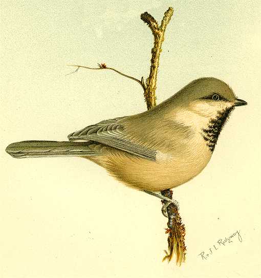 Illustration of a Siberian chickadee perched on a tree branch