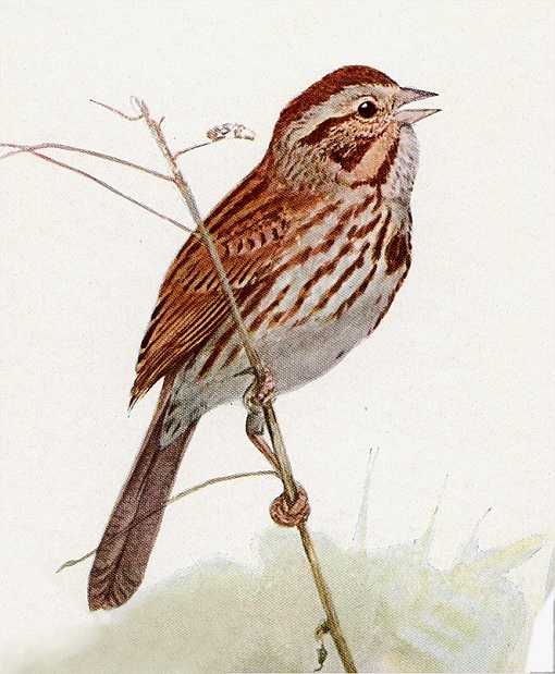 Painting of a song sparrow perched on a thin branch.