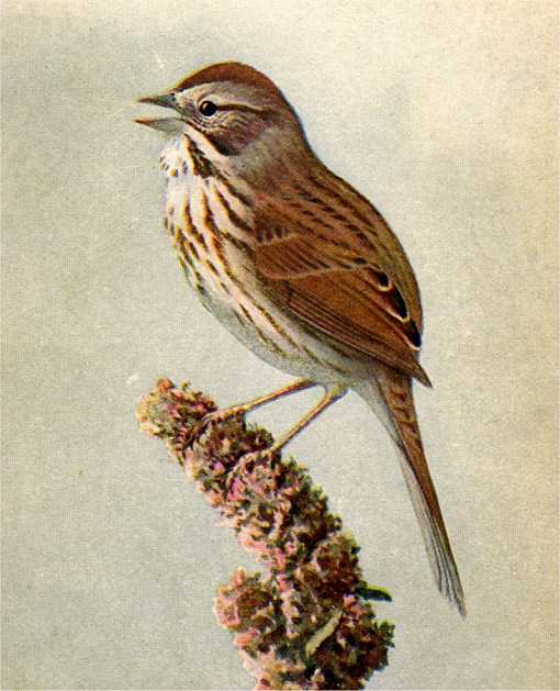 Painting of a song sparrow perched on a plant bud full of seeds.