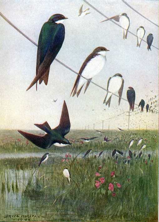 Painting of hundreds of tree swallows on cattails in a marsh and on high line wires overhead.