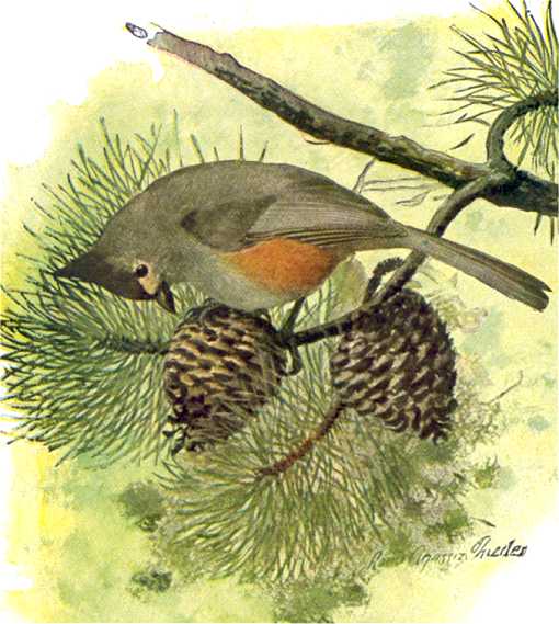 Painting of a tufted titmouse foraging for pine cone seeds on a longleaf pine tree.