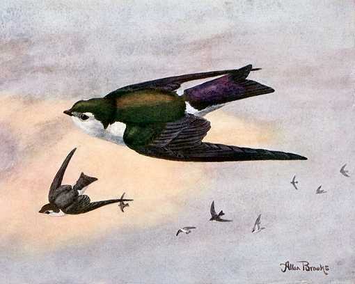 Painting of a violet-green swallow flock flying high and feeding.