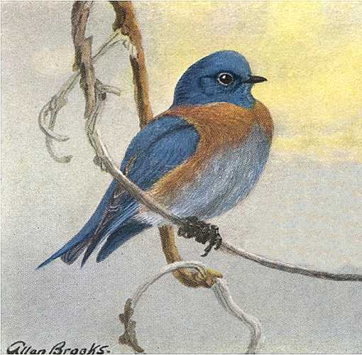 Painting of a western bluebird perched on a tree twig.