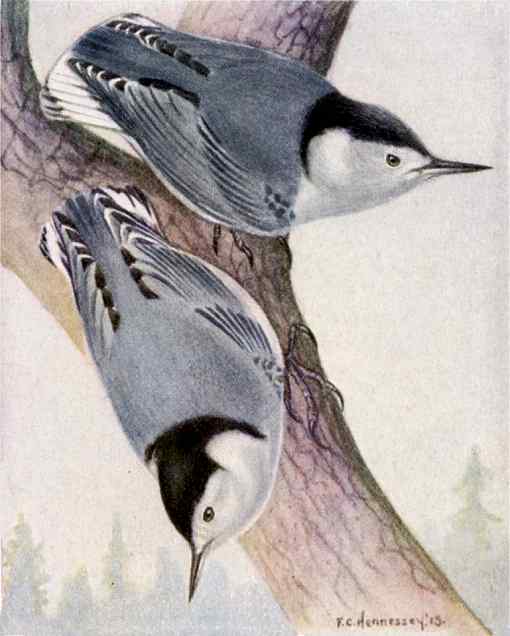 White-breasted Nuthatches White-breasted nuthatches perched on a tree trunk with a distant coniferous forest background.