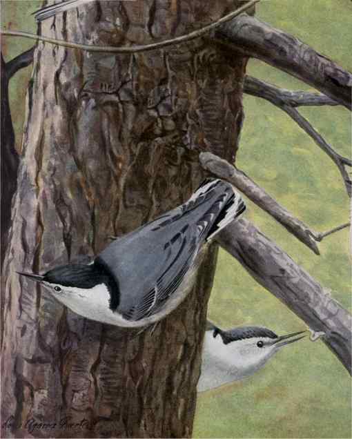 White-breasted Nuthatches White-breasted nuthatches foraging for insects on a tree trunk.