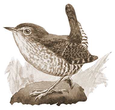 Winter wren perched on a rock amongst foliage.