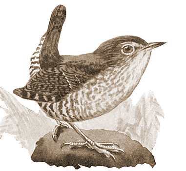 Winter wren perched on a rock amongst foliage.