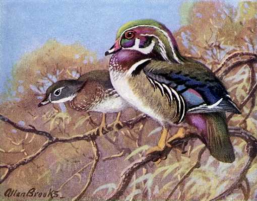 Painting of wood ducks perched in a tree overhanging water.