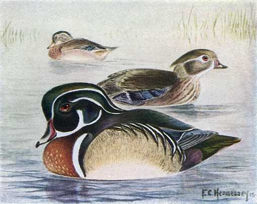 Painting of wood ducks perched in a tree overhanging water.
