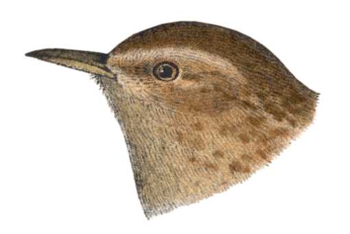 Visit the Winter Wren Page