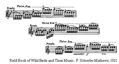 Winter wren song transcribed to sheet music