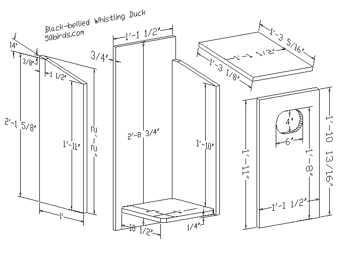 Birdhouse plans and dimensions for black-bellied whistling ducks.