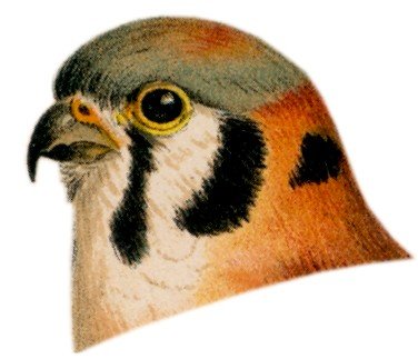 Visit the American kestrel species page.