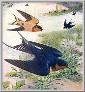 Visit the barn swallow species page.
