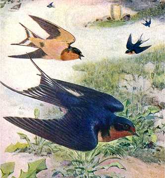 Visit the barn swallow species page.