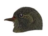 Select to view the eastern phoebe species page.