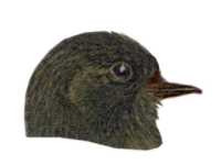 Visit the black phoebe species page.