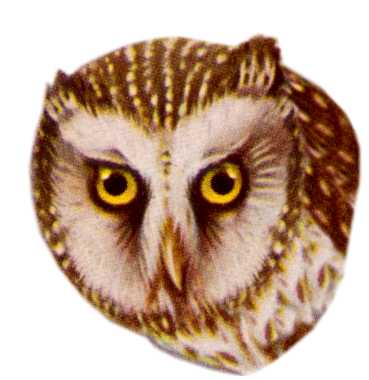 Visit the boreal owl species page.