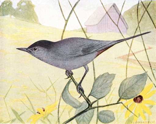 Catbird by F C Hennessey Water color painting of catbird perched in vine foliage with farm and field in the background.