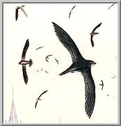 Visit the chimney sift species page.