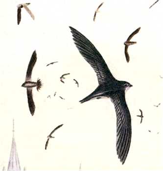 Visit the chimney swift species page.