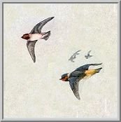 Visit the cliff swallow species page.