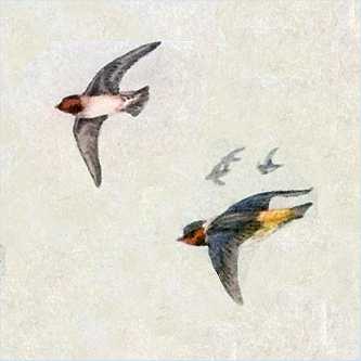 Visit the cliff swallow species page.