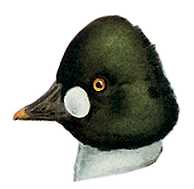 Visit the common goldeneye species page.