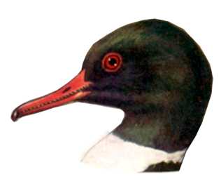 Visit the common merganser species page.