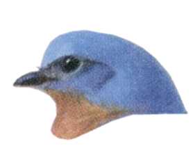 Visit the eastern bluebird species page.