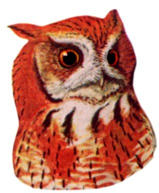 Visit the eastern screech owl species page.