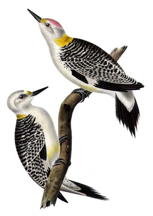Golden-fronted Woodpeckers by Spencer Fullerton Baird Painting of two golden-fronted woodpeckers perched on a tree trunk.