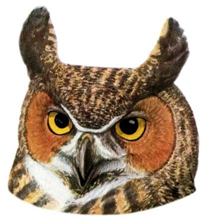 Visit the great horned owl species page.