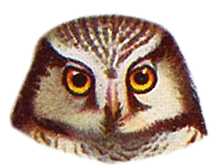 Select to visit Hawk Owl species page.