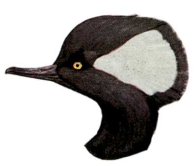 Visit the hooded merganser species page.