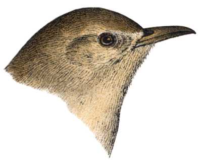Visit the House Wren Page