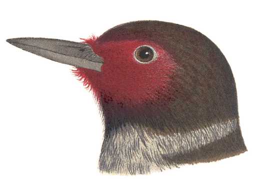 Visit the Lewis's woodpecker species page.