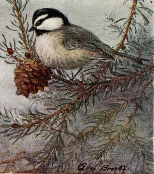 Painting of a mountain chickadee perched in a pine tree next to a pine cone against a foggy background.