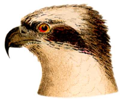 Visit the osprey species page.