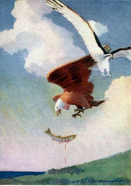 Painting of a bald eagle chasing and robbing an osprey of its salmon prey.