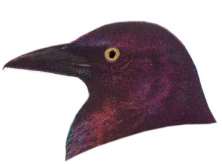 Visit the common grackle species page.