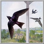 Visit the barn swallow species page.
