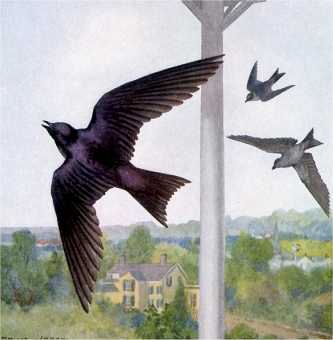 Visit the purple martin species page.